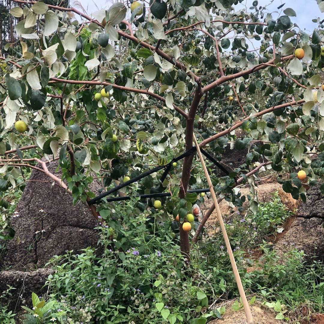 用户25452387648264796