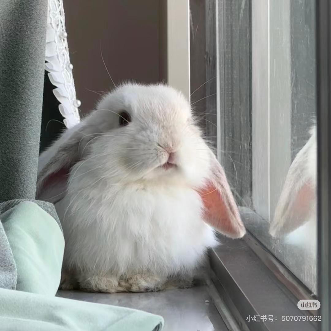 稀有八角
