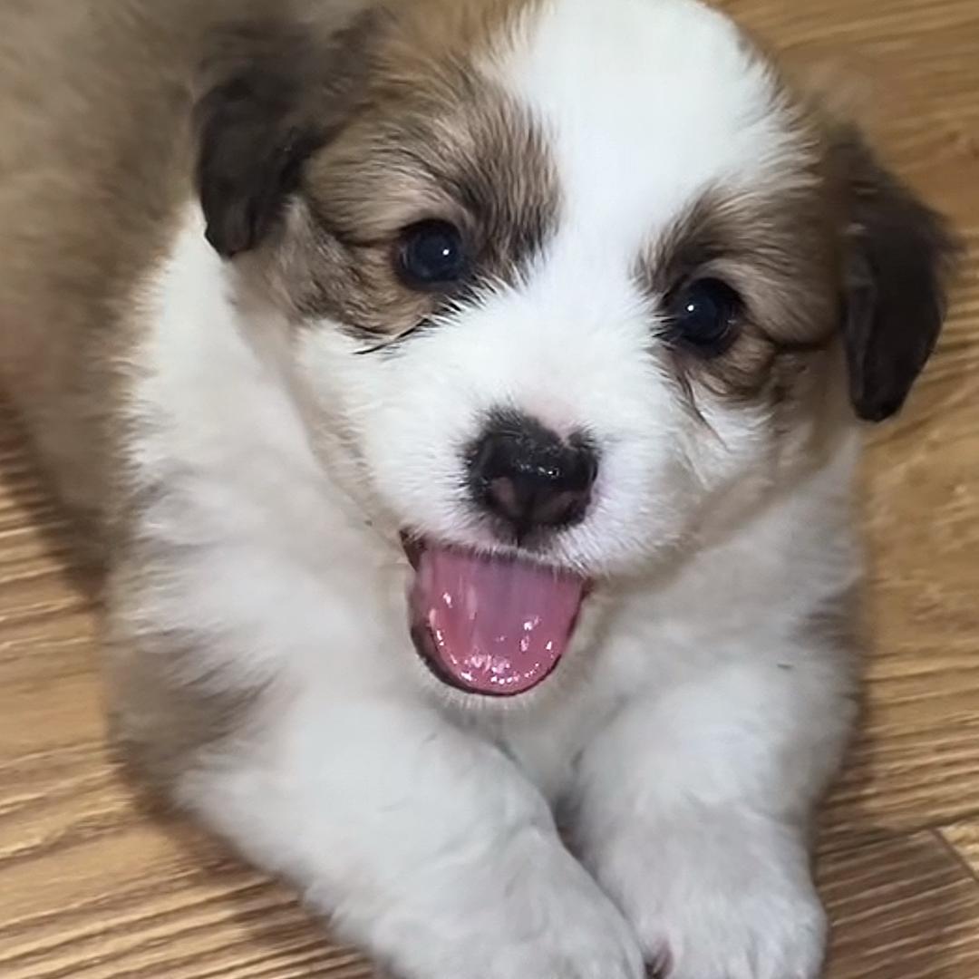 迷人的微笑