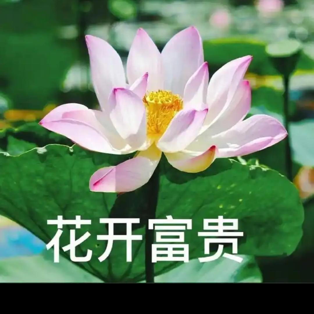（花开富贵）
