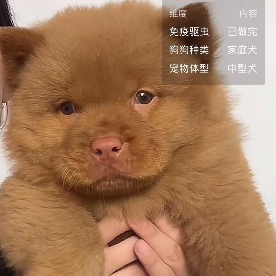 福宝是只可爱的五红犬