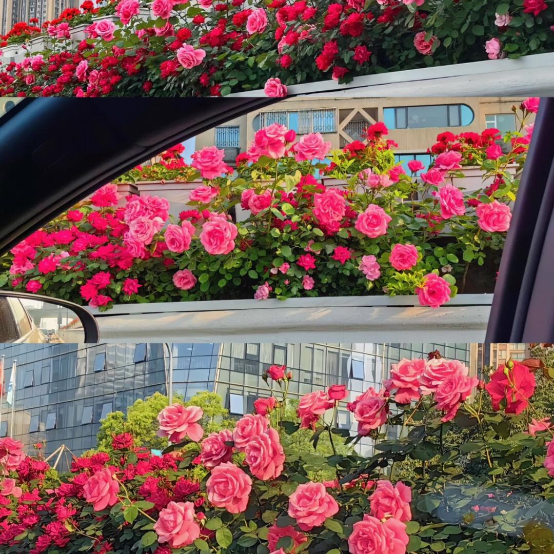 花里有鱼（花店，鱼缸造景）