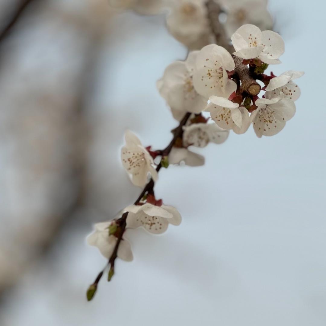 李  李