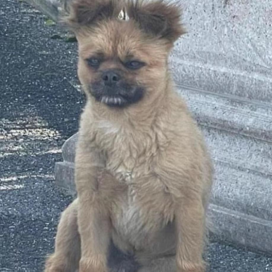 洛丽塔大哥lolita@抖音