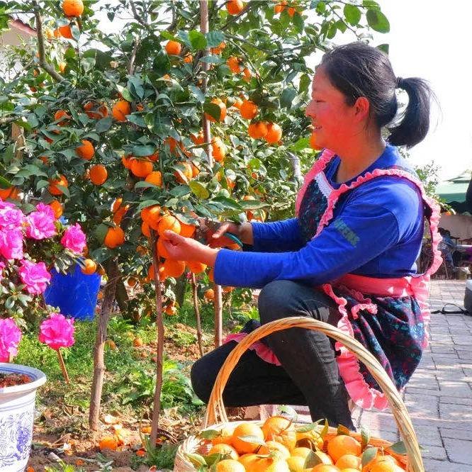 汉源不舍园家庭农场