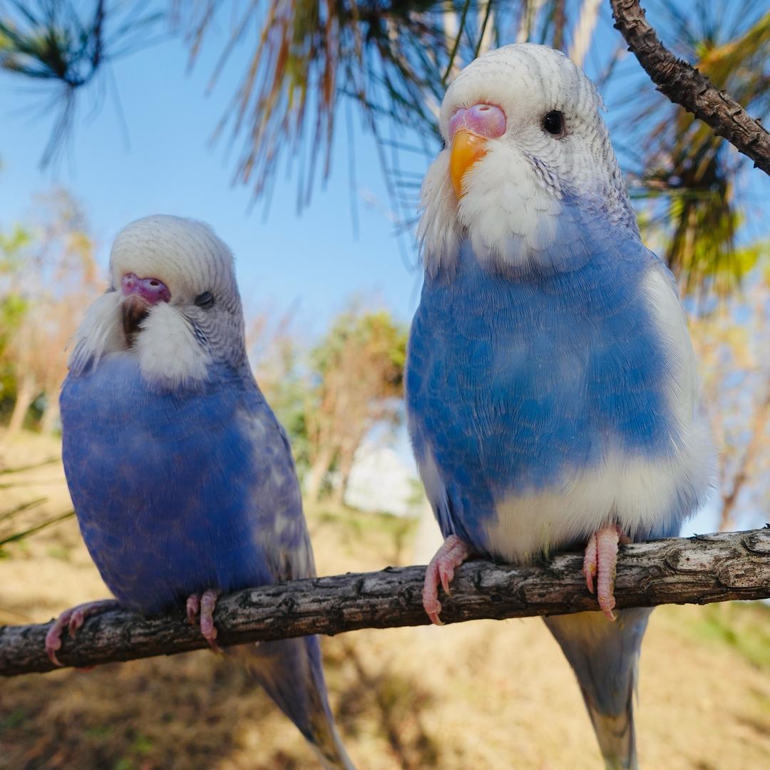 小鹦鹉的梦此号停用新号（一鸣宠物乐园）