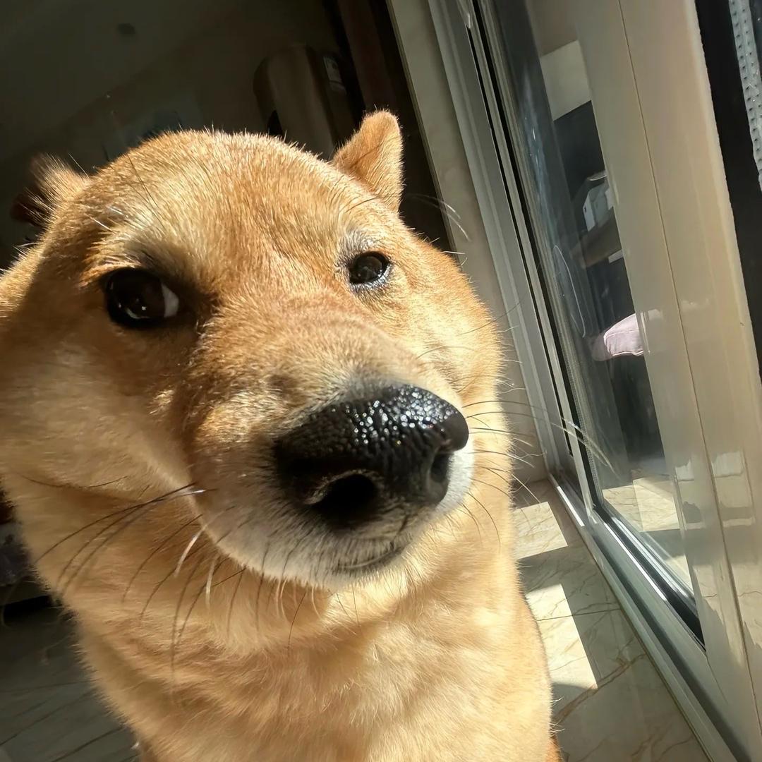 芝士汉堡