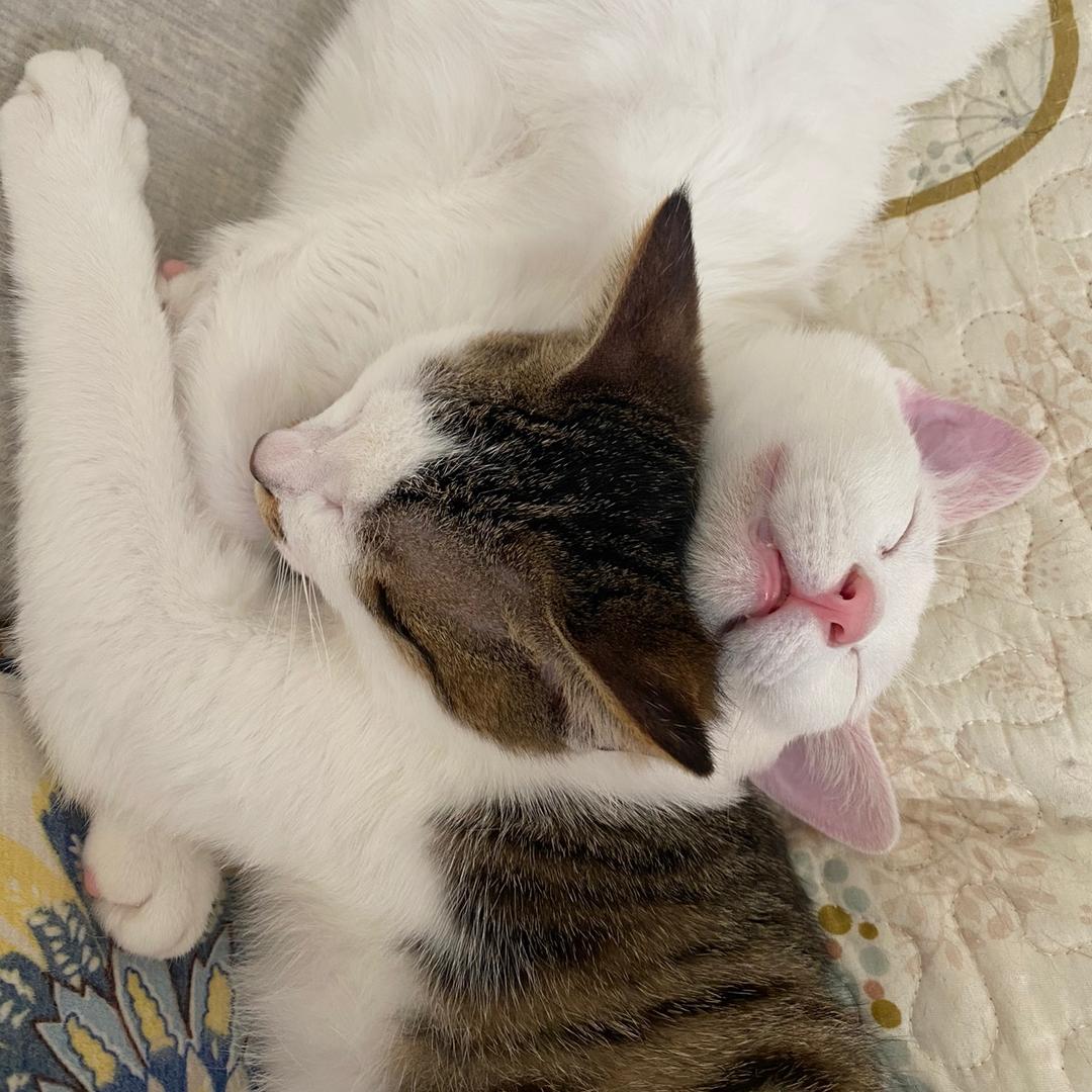 想要变成猫