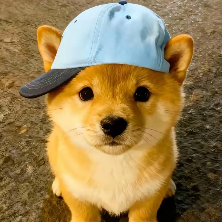 早点睡🐥