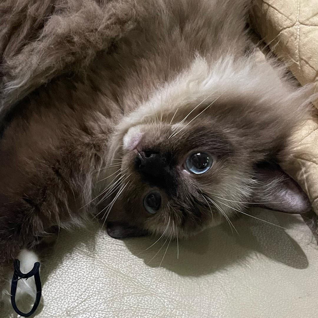 米米要吃饭饭啦