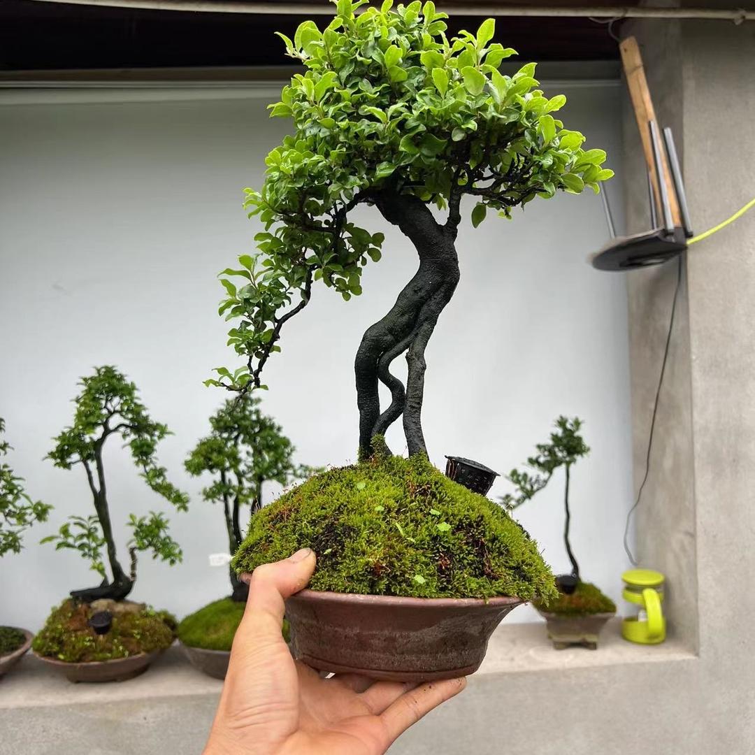 瓶兰轩盆景苑