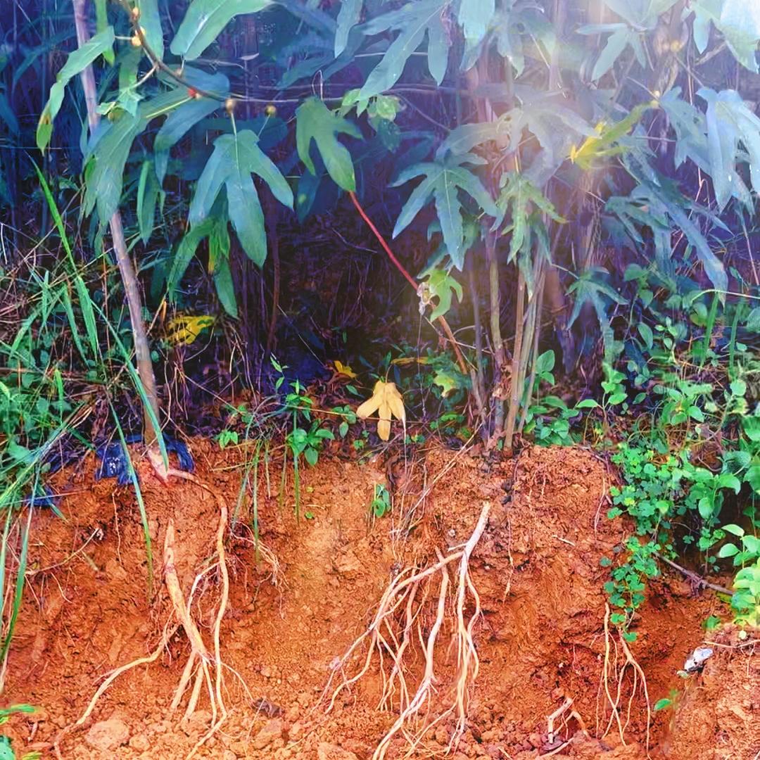 粤桂山味珍品