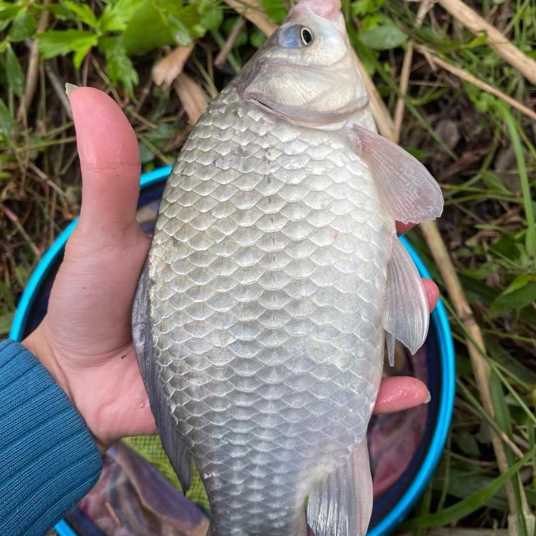 老杨奶鲫杀手🥷