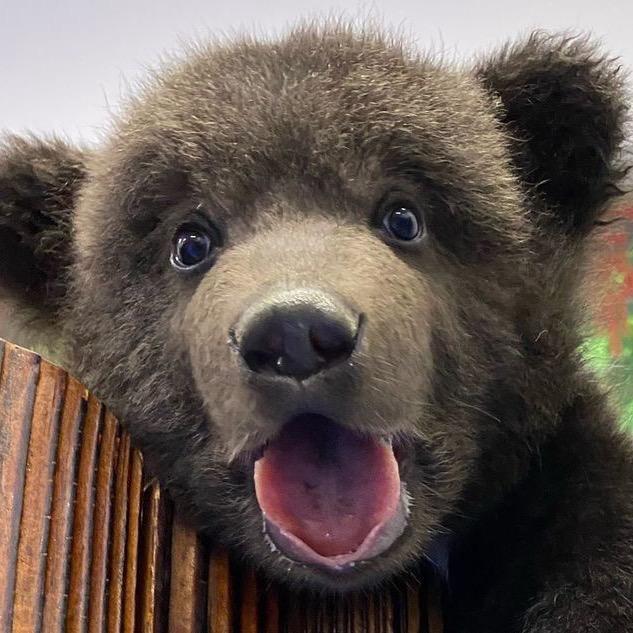 榆树市富宝黑熊（🐻胆粉）