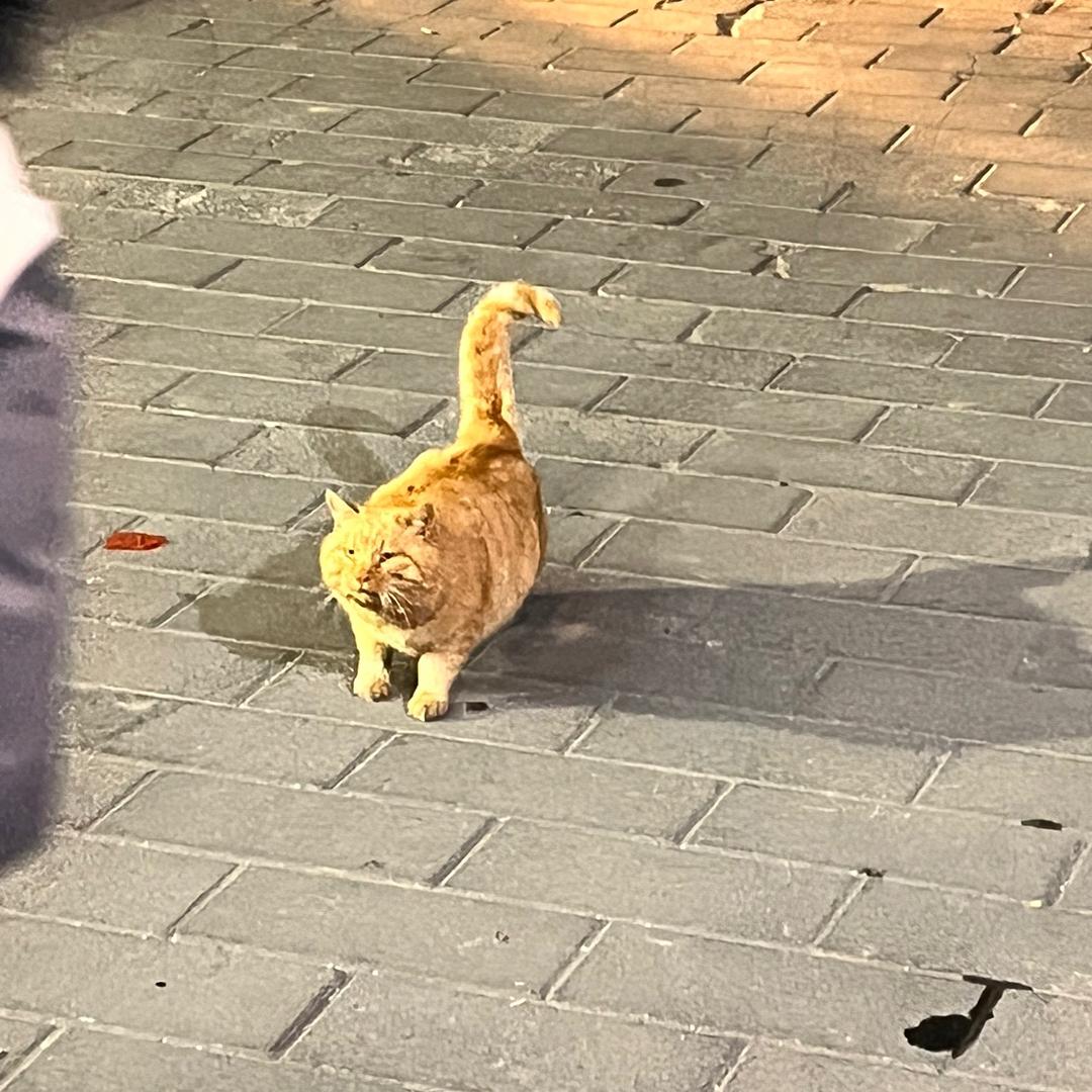 还是满血
