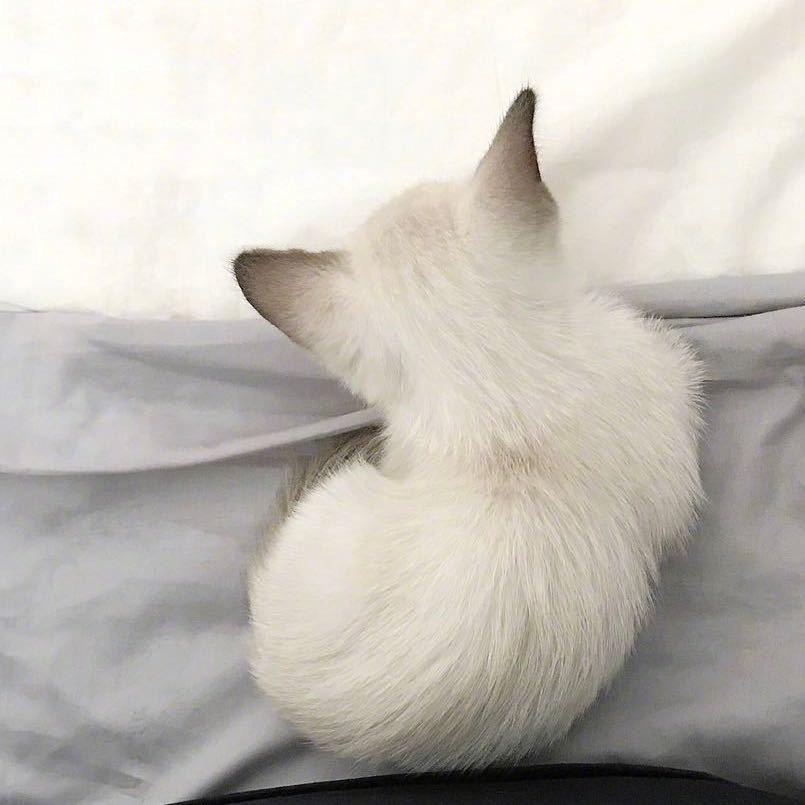 一羊