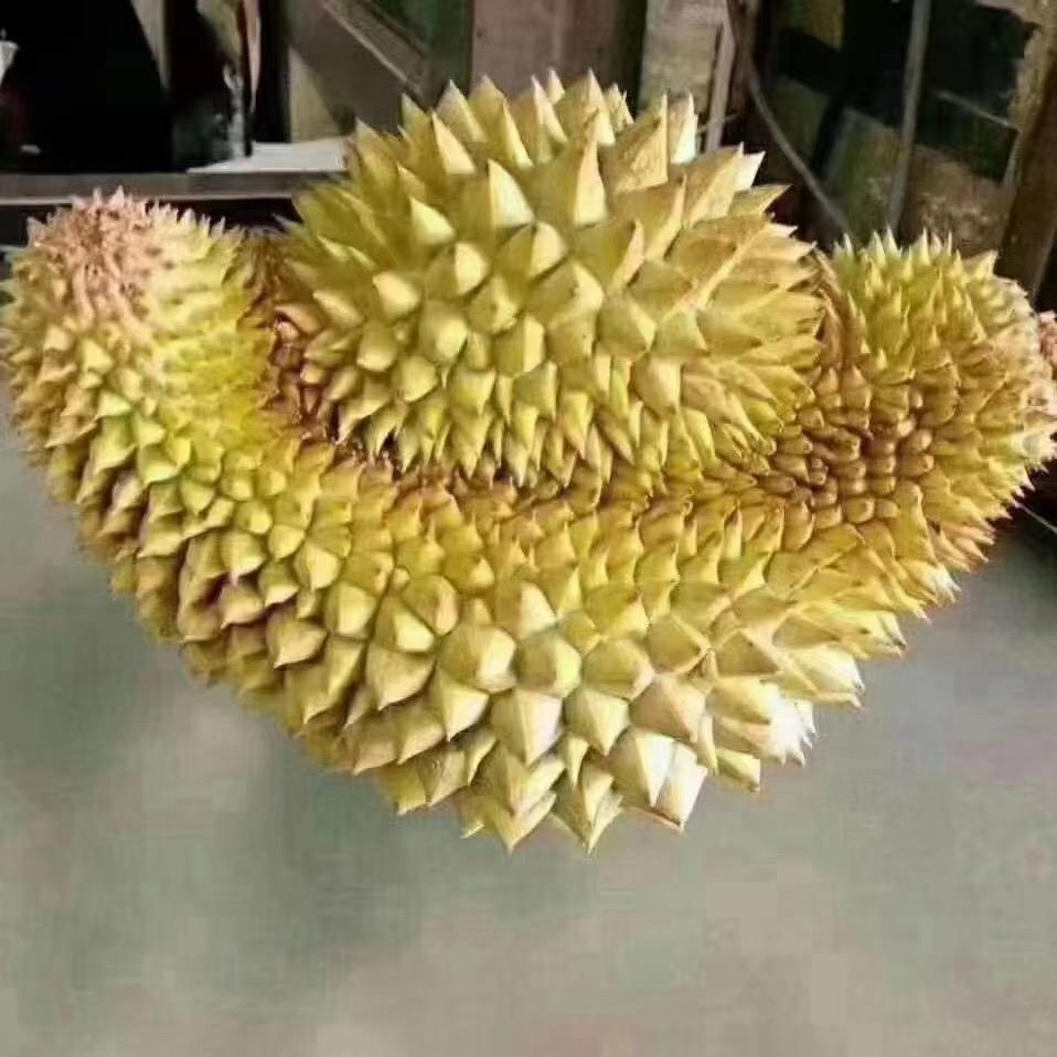 果果佳榴莲
