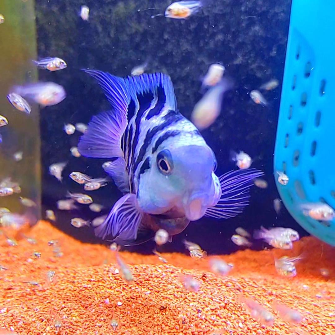 养鱼五哥🐲🐬