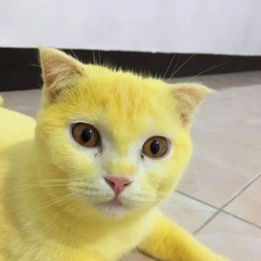 ☁️🆙🐯GodCat