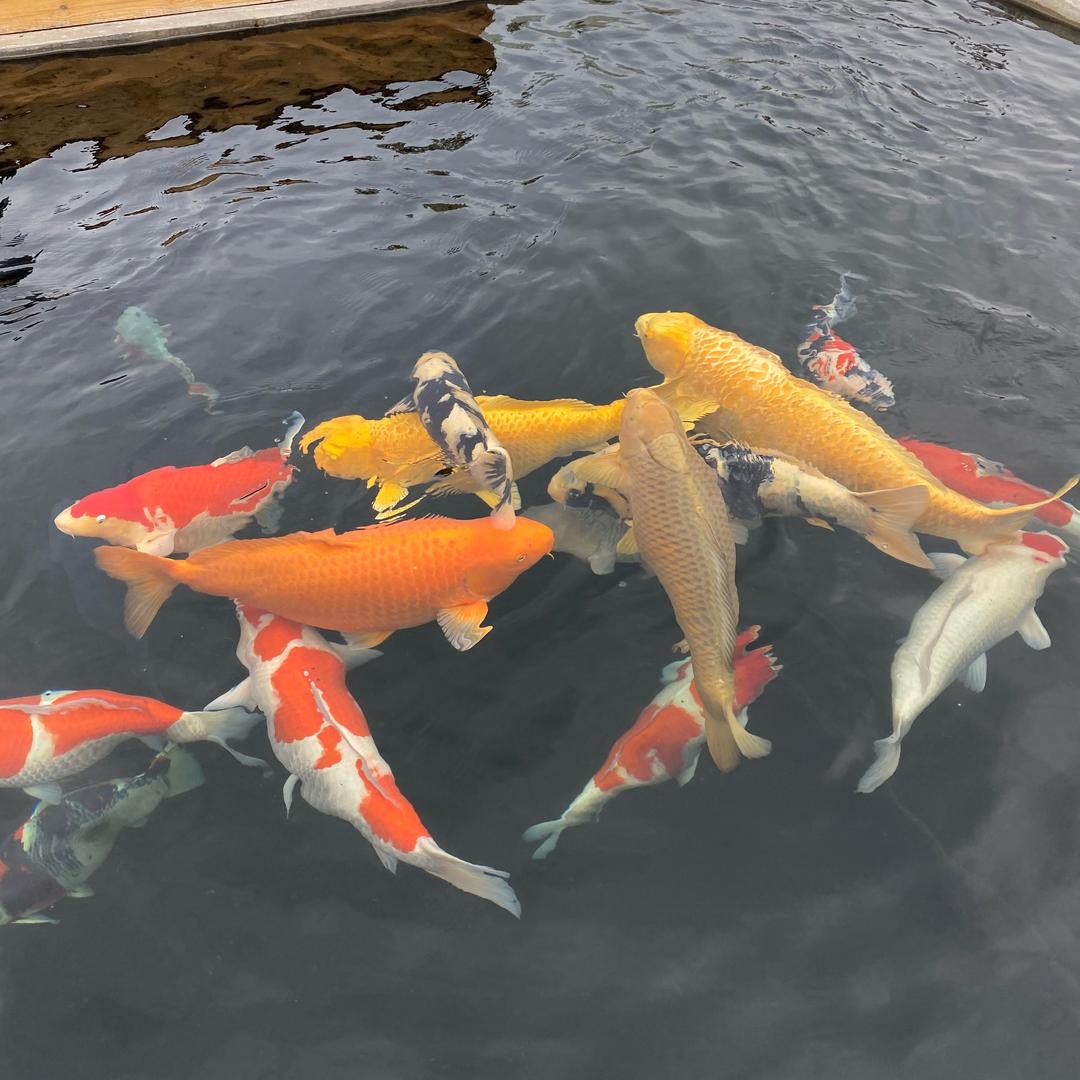 恒运锦鲤