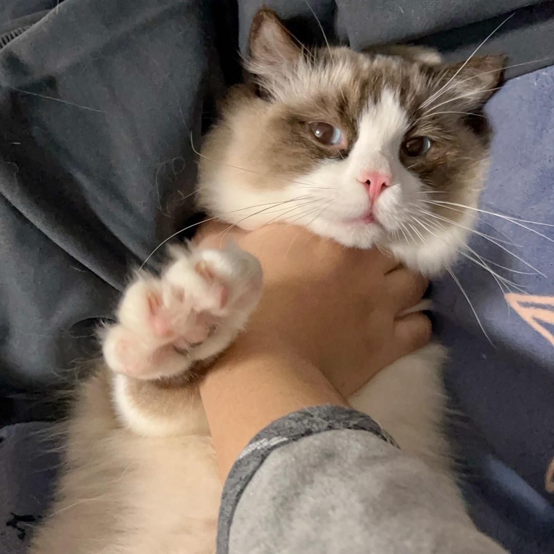 林字拆开两个木