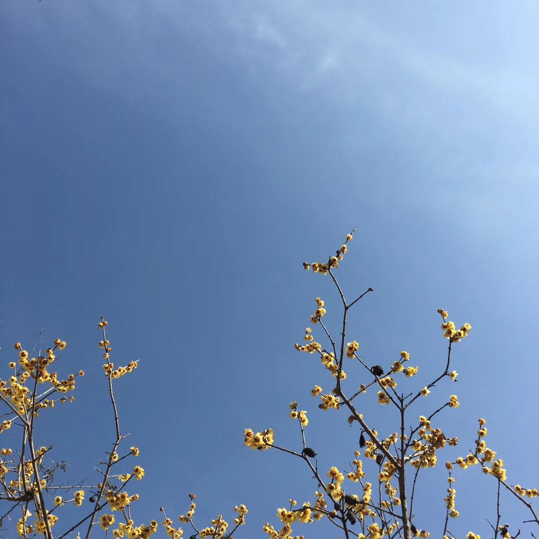 66大哥
