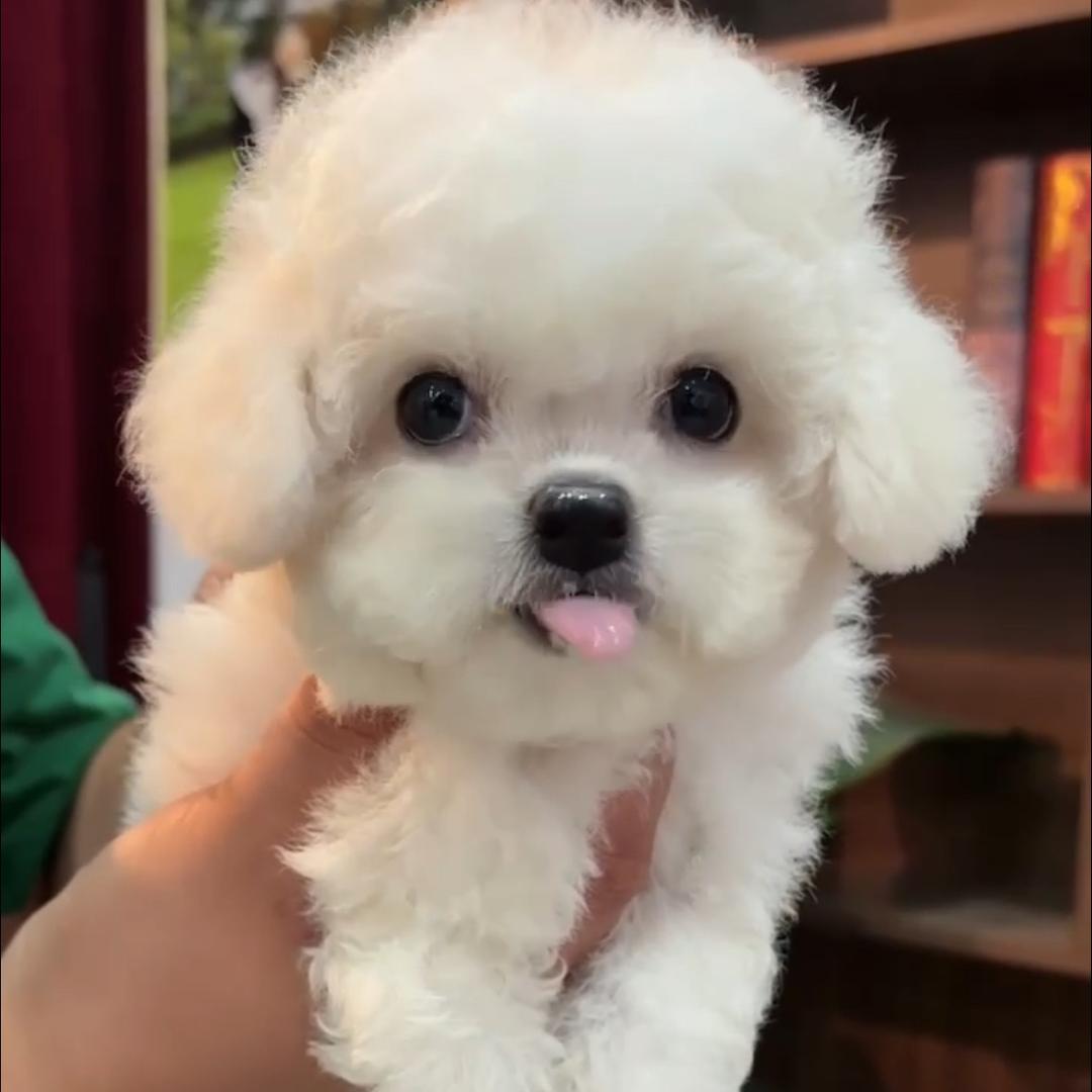 小布丁🐾