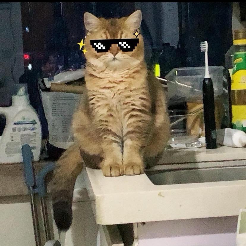 邵先生的猫