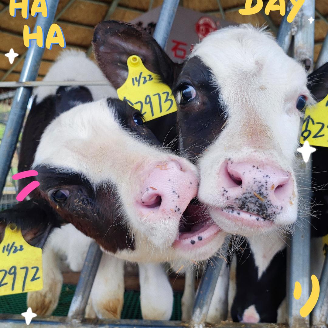 石埠乳业山水牧歌 奶牛牧场 花花