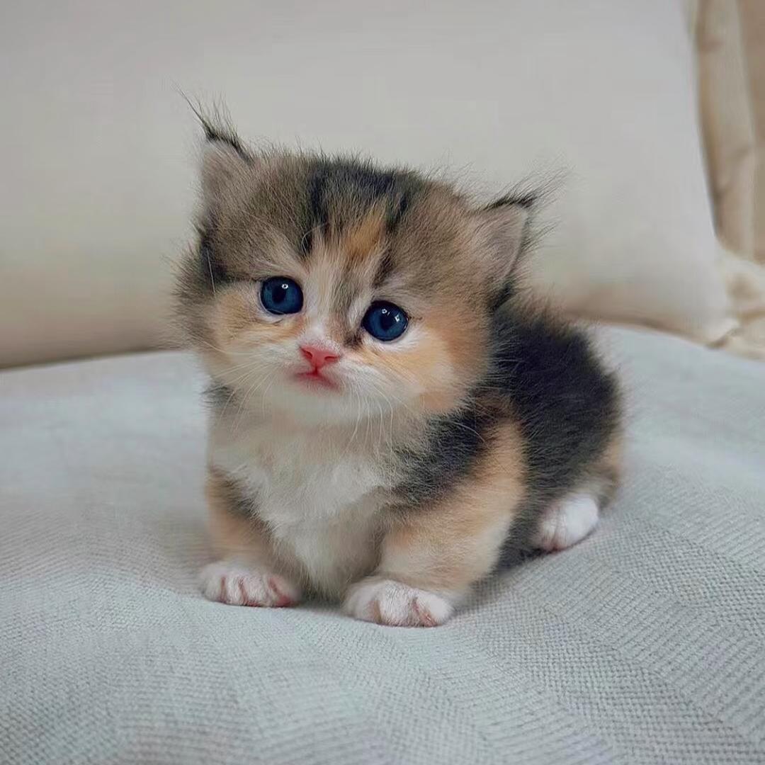 三花咪咪（买🐱私聊）