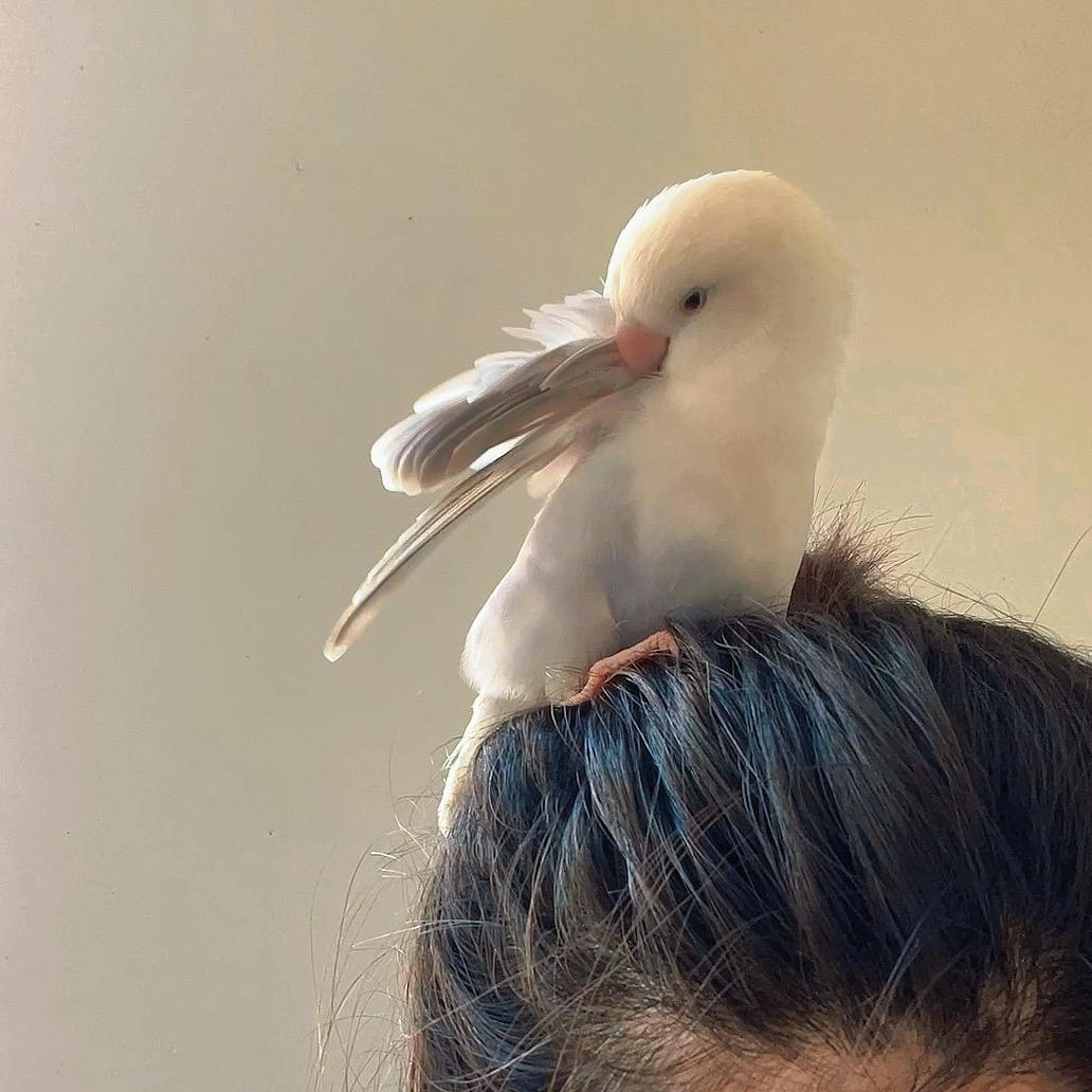 牡丹是只🦜