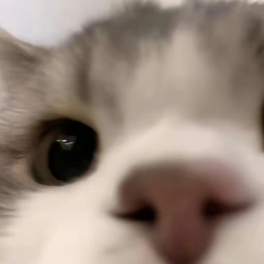 ˃ ˄ ˂̥̥