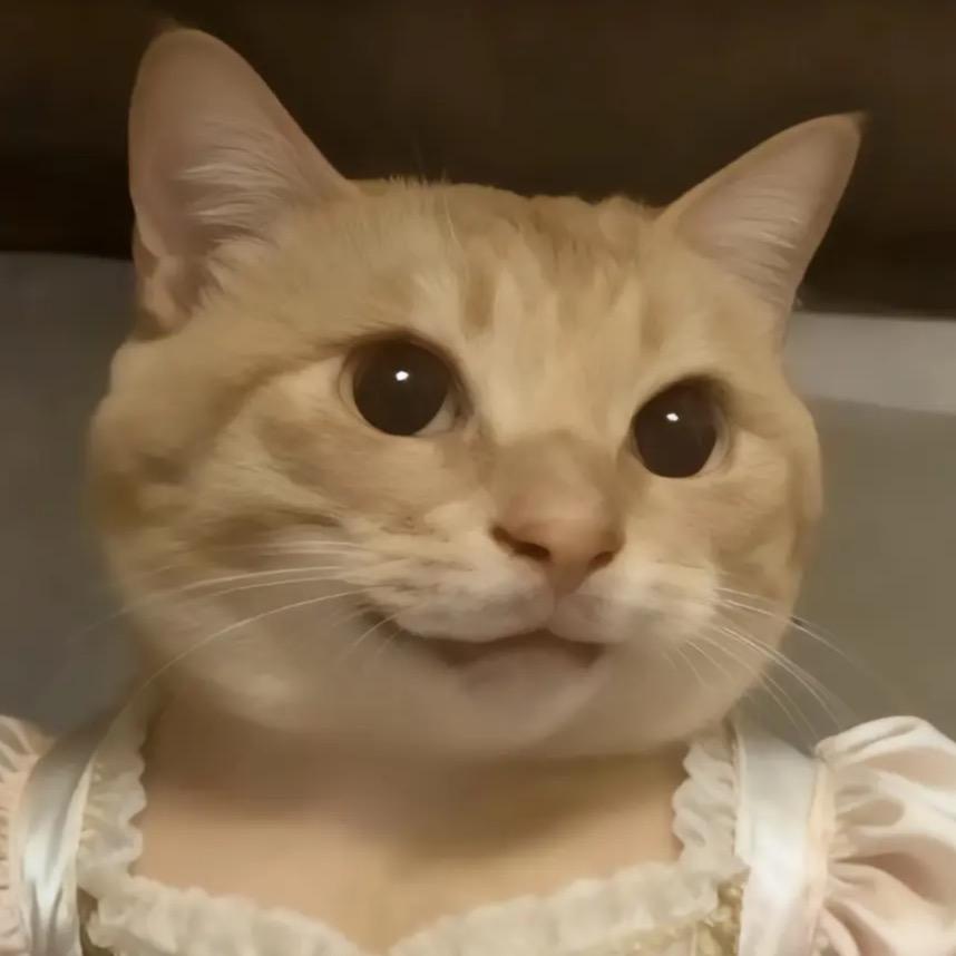 猫届刘亦菲