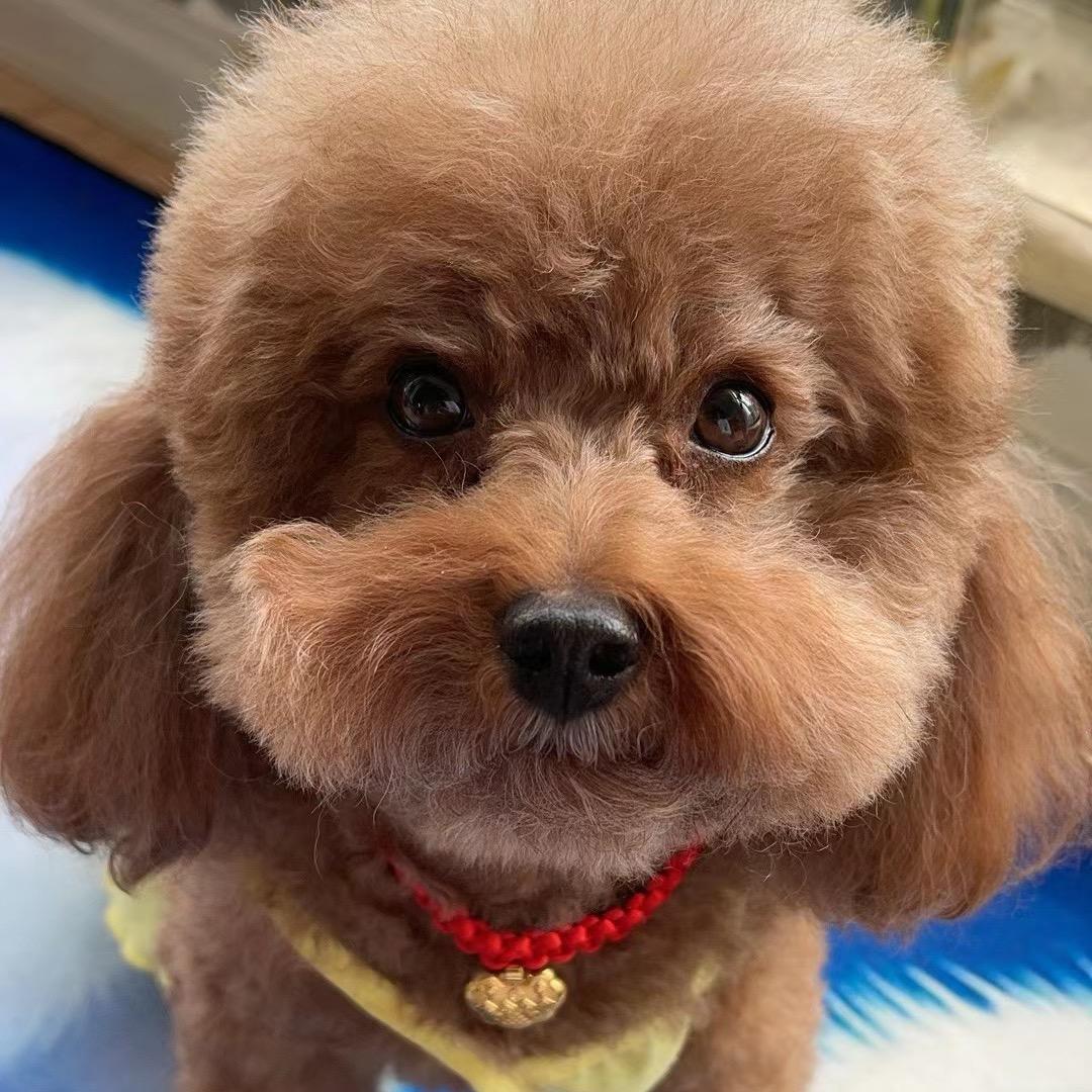 晓龙奶豆