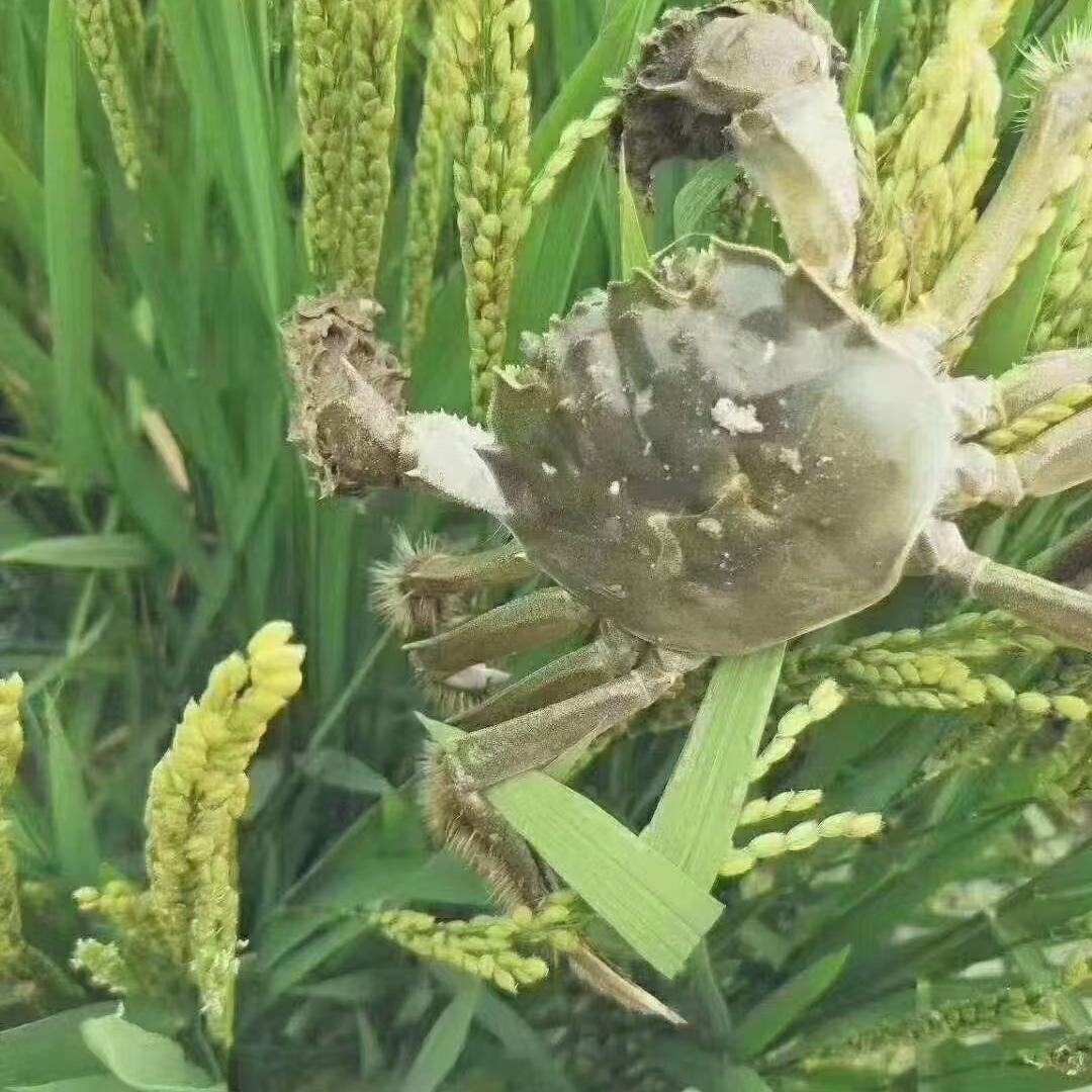 盘锦锦农旺农产品精选