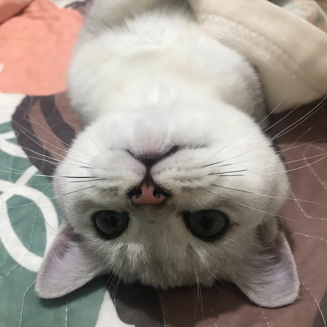 暴富特特和四只喵