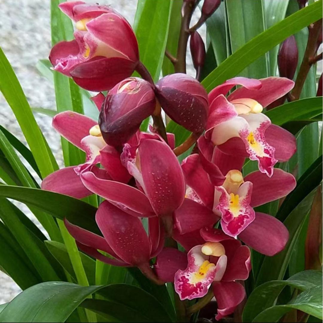 兰花翁源种植基地
