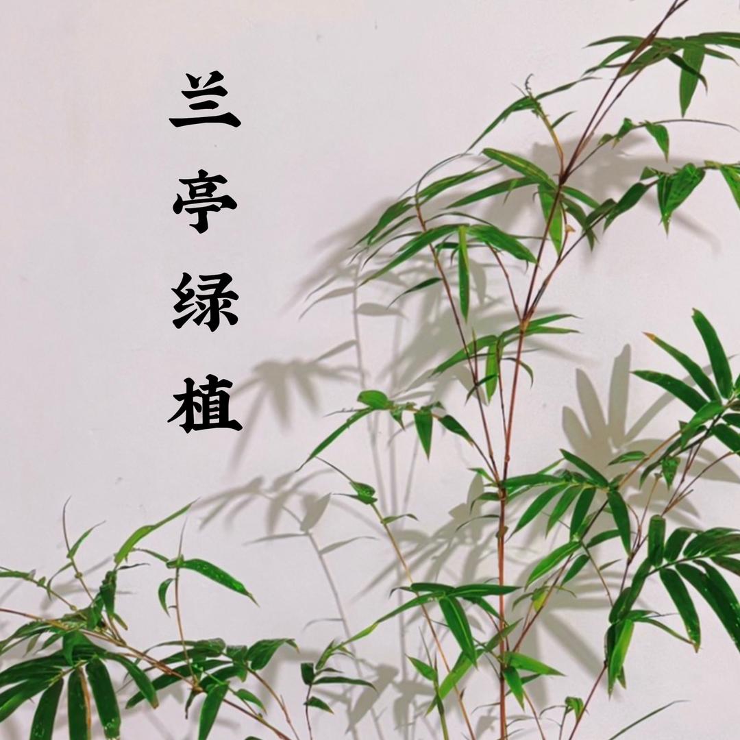 兰亭绿植