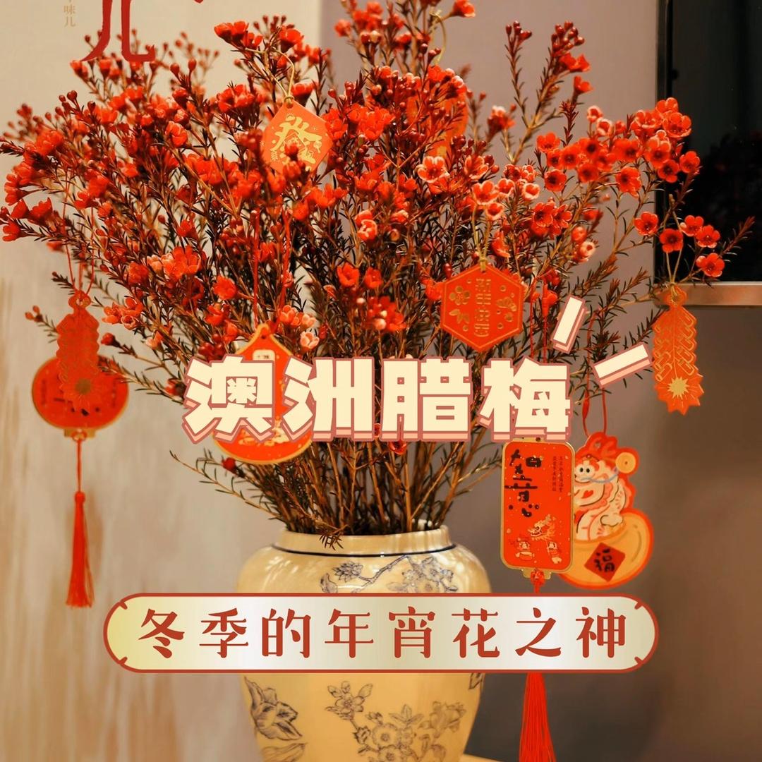 澳洲腊梅（厂家直销）