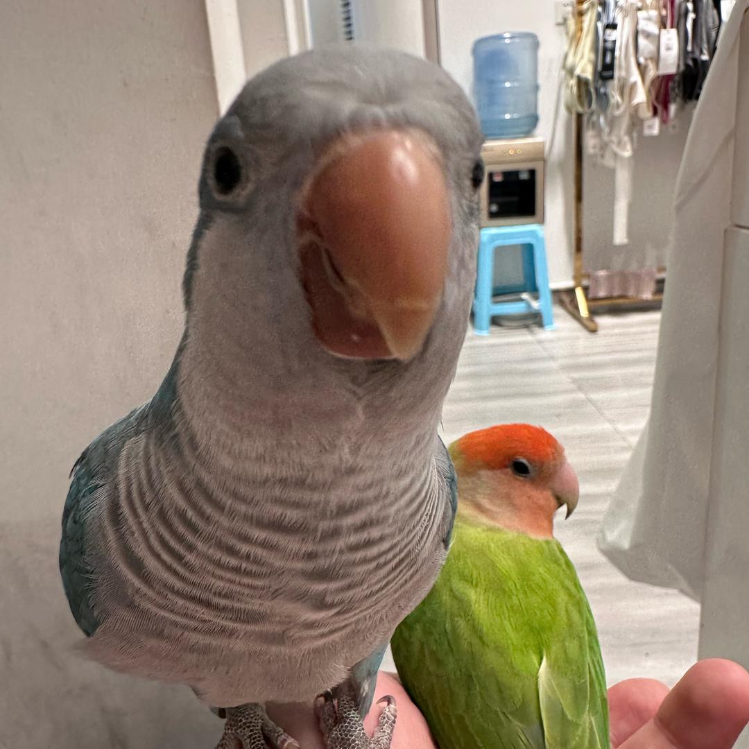 小年糕