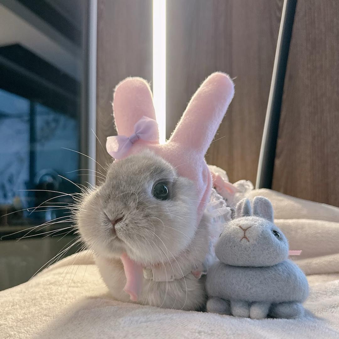 奶兔🐰