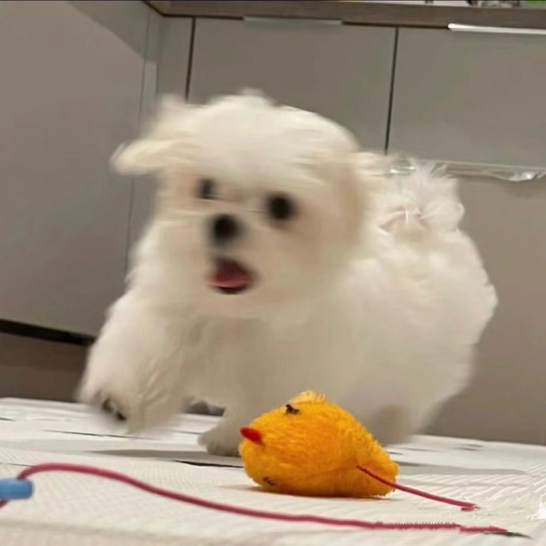 可惜我是狮子座