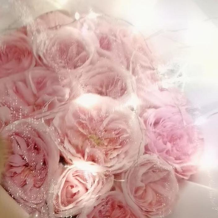 一枝独秀