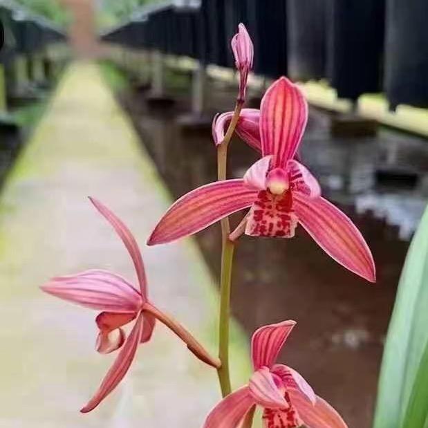 博雅兰业