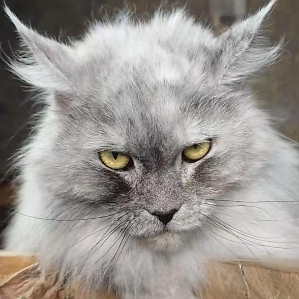 赛级俄系缅因猫舍