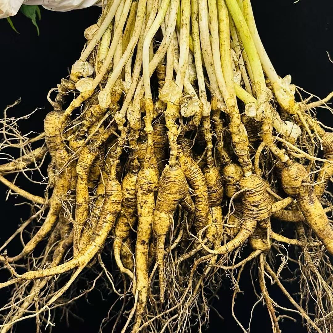 东北杰轩参茸特产严选店