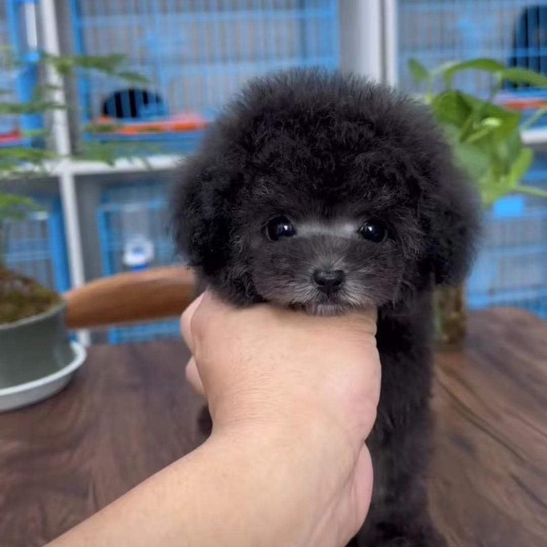 彬家小宠泰迪（自家繁殖）