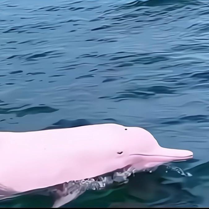三娘湾包看海豚🐬（发哥）