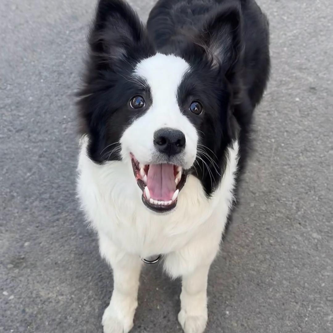 小蟹黄（努力版）