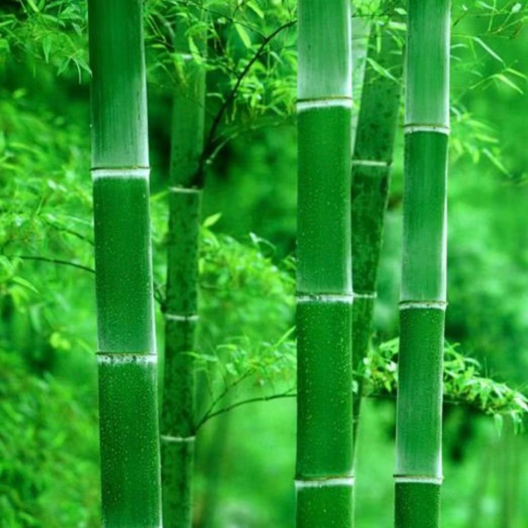 天籁